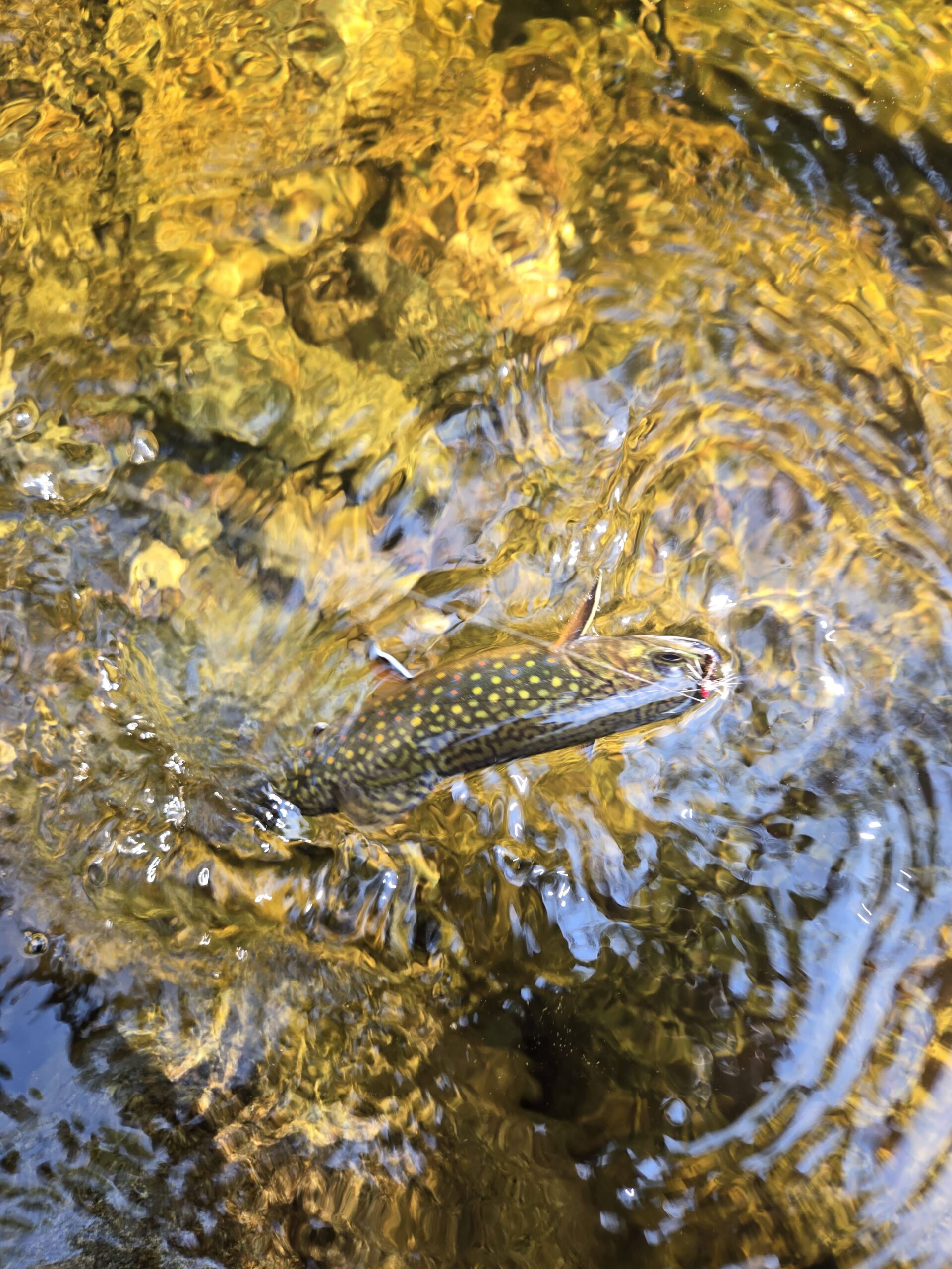 A hooked brook trout breaks the surface. Tenkara fishing gives you direct connection to the fish at the end of your line.